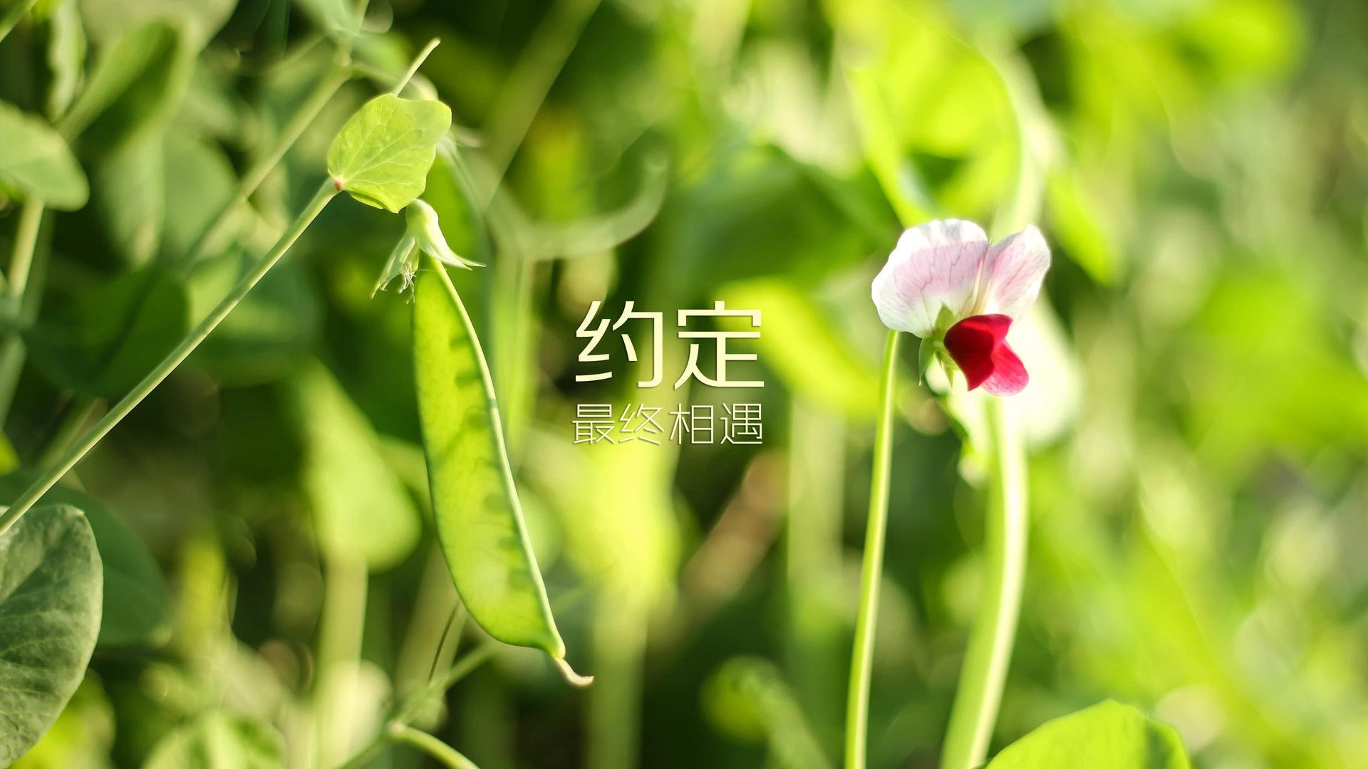九游娱乐(jiuyou)官网-加拿大队在国际乒联混合团体世界杯中打破自我局限的表现，加拿大队乒乓
