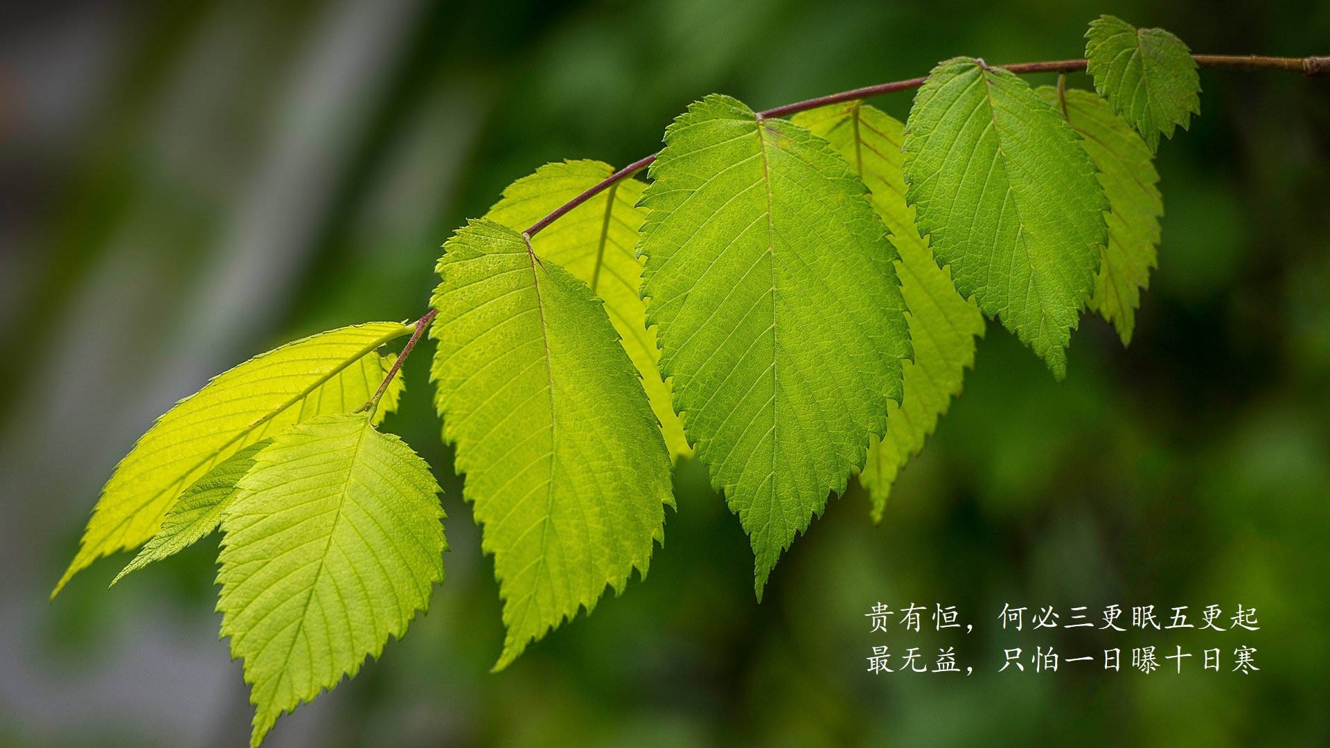 马克西姆·格鲁塞展现未来蝶泳新星潜质